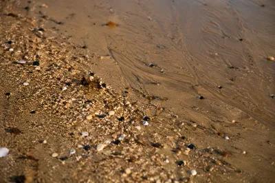 Beach Sand Texture with Coastal Details