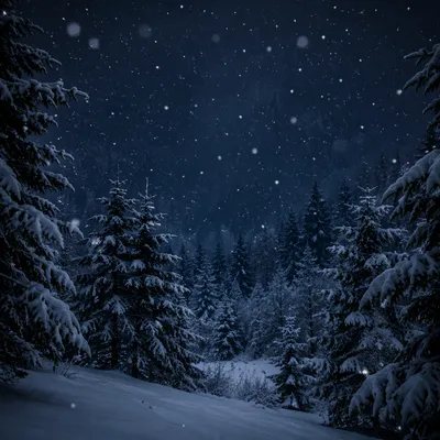 Soft Snowfall Over Twilight Evergreen Forest