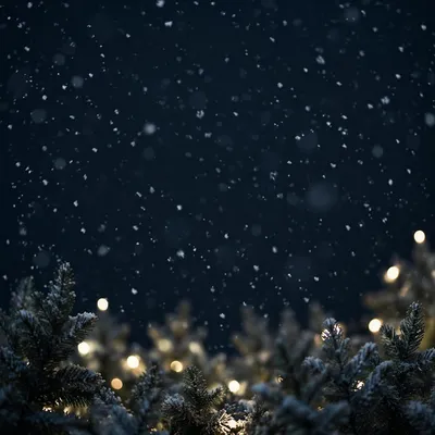 Soft Snowfall Over Christmas Night Evergreens