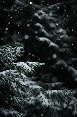 Soft Snowfall Over Dark Christmas Pines
