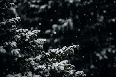 Soft Snowfall Over Dark Christmas Evergreens