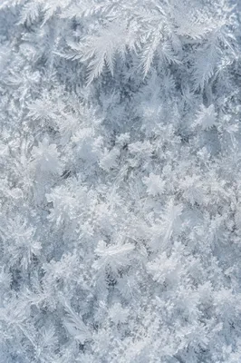 Fresh Snow Crystals Macro Winter Background