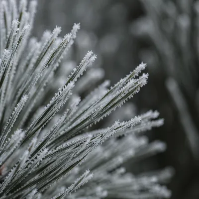 Frosted Pine Needles Winter Texture