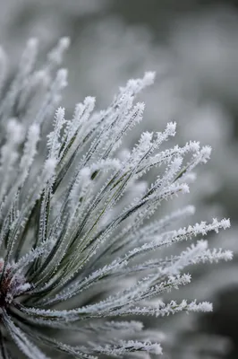 Hoarfrost Pine Needles Winter Texture