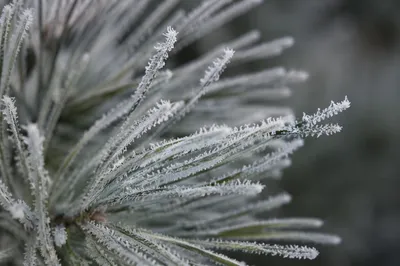 Frosted Pine Needles Winter Macro Background