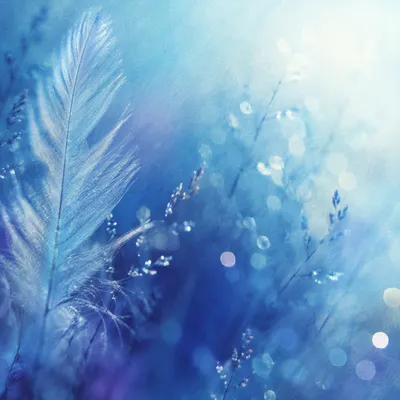 Blue Purple Bokeh Macro Fiber Background