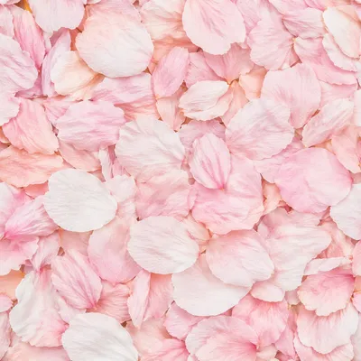 Soft Pink Cherry Blossom Petal Background