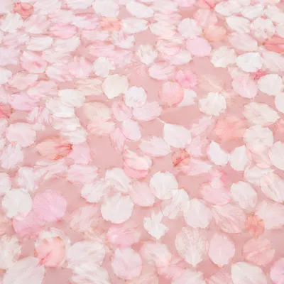 Soft Cherry Blossom Petals on Pink Water