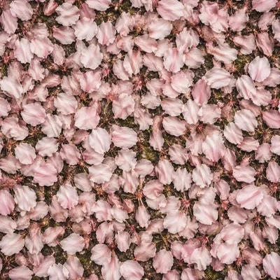 Soft Pink Cherry Blossom Petal Background