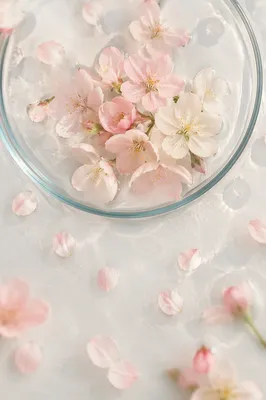 Soft Pink Cherry Blossom Water Background