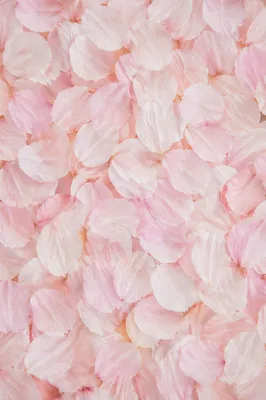 Soft Pink Cherry Blossom Petal Background