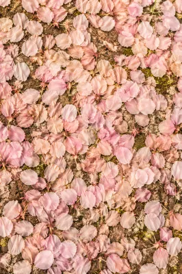 Soft Pink Cherry Blossom Petal Background