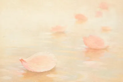 Soft Pink Cherry Blossom Petals Background