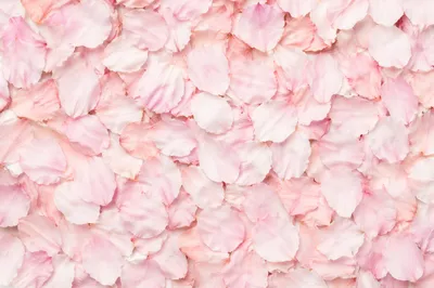 Soft Pink Cherry Blossom Petal Background