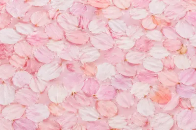 Soft Cherry Blossom Petals Spring Background