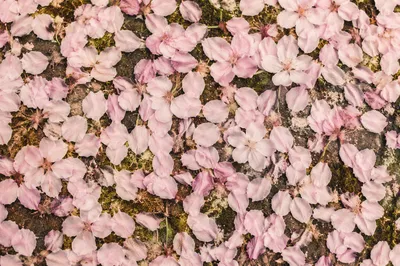 Soft Pink Cherry Blossom Petal Background