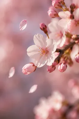 Soft Pink Cherry Blossom Spring Background