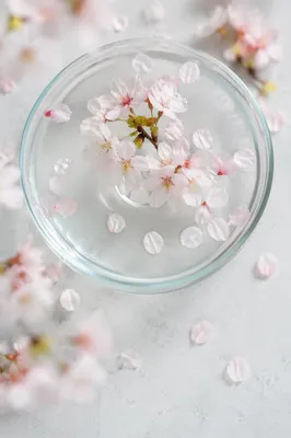Soft Pink Cherry Blossom Water Background