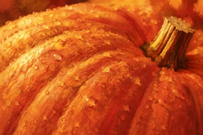Macro Orange Heirloom Pumpkin Texture