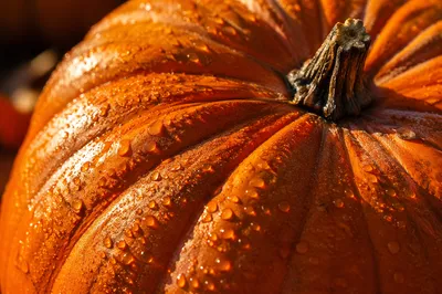 Macro Pumpkin Surface with Water Droplets