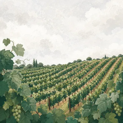 Green Vineyard Rows on Rolling Hillside