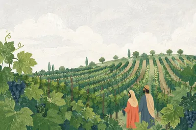 Green Vineyard Rows on Rolling Hillside