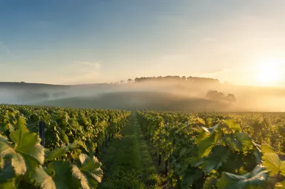 Abundant Green Vineyard Rows at Dawn