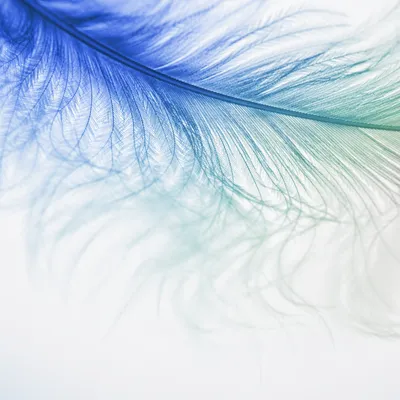 Blue Green Watercolor Feather Background