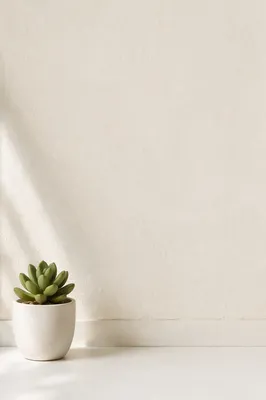 Minimal White Succulent Background with Copy Space