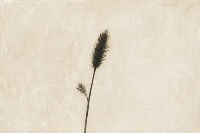 Minimal White Botanical Reed Background