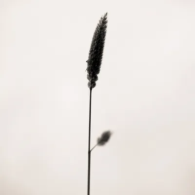 Minimal Reed Silhouette on White Background