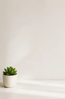 Minimal White Succulent Background with Copy Space