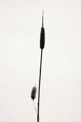 Minimal Dried Reed on White Background