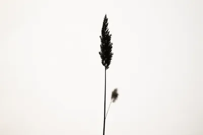 Minimal Dried Reed on White Background