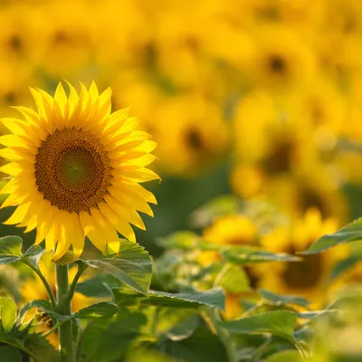 Bright Sunflower Field Yellow Background