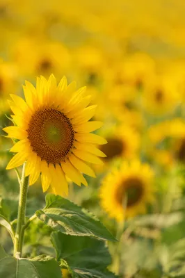 Cheerful Sunflower Yellow Floral Background