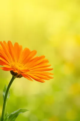 Cheerful Orange Daisy on Yellow Background