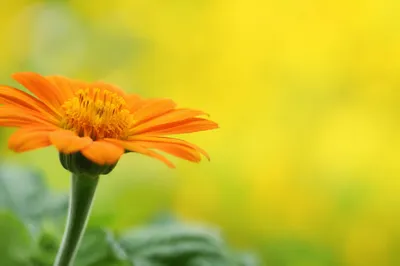 Cheerful Orange Daisy on Yellow Background
