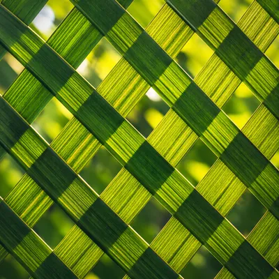 Sunlit Green Bamboo Lattice Texture