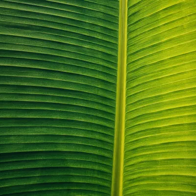 Tropical Leaf Ribs Natural Green Texture