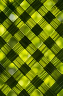 Sunlit Green Bamboo Lattice Texture