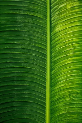 Tropical Leaf Bamboo Mat Texture