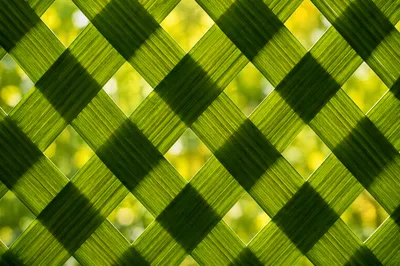 Sunlit Green Bamboo Lattice Texture