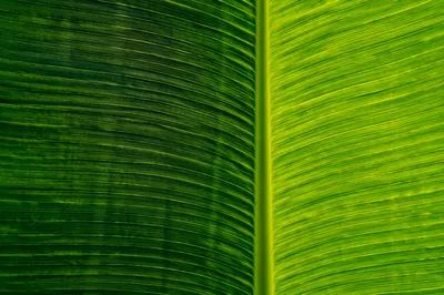 Tropical Leaf Bamboo Mat Texture Background