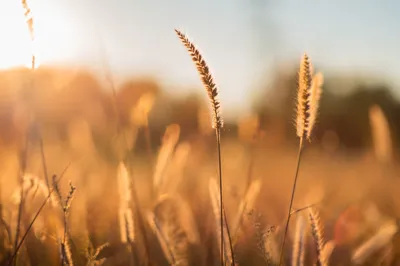 Warm Golden Meadow Bokeh Background