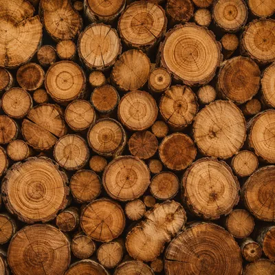Rustic Dark Wood Log Slice Texture