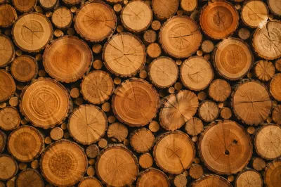 Rustic Dark Wood Log Slice Background
