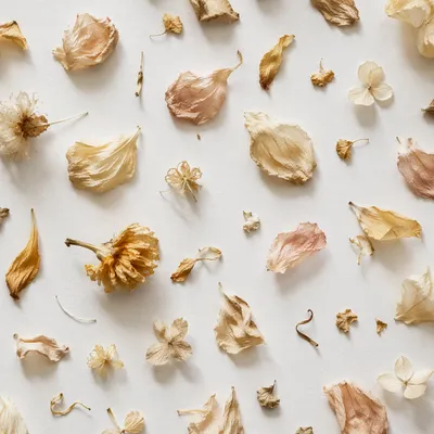 Dried Flower Petals on White Background