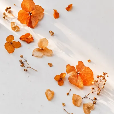 Dried Petals on White Minimal Background