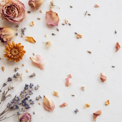 Dried Flower Petals on White Background